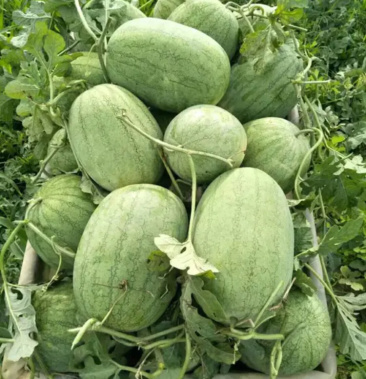 山东东明西瓜火热上市中