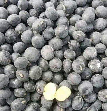 黑豆大粒乌皮黄仁丹波黑豆