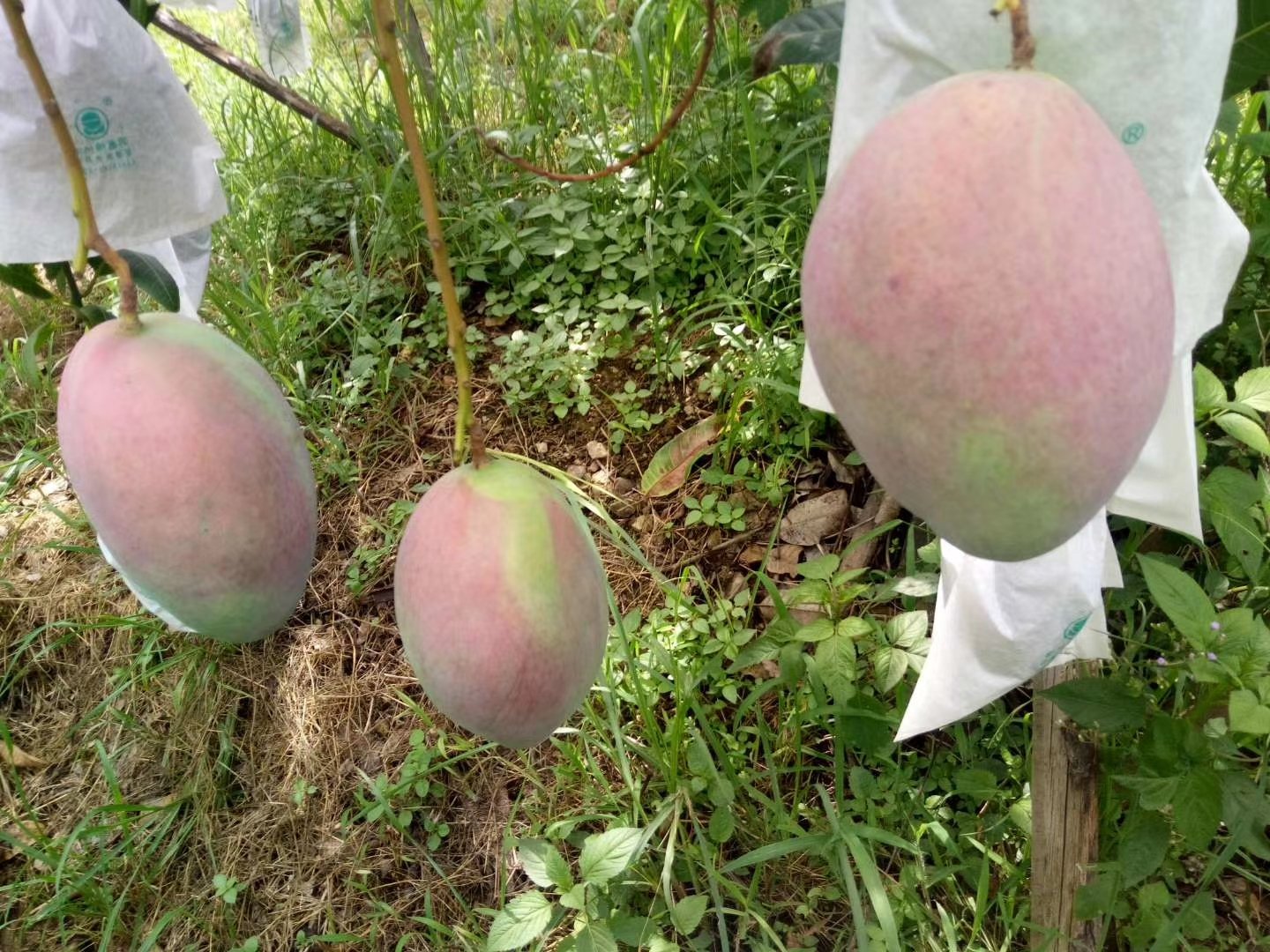 凯特芒果园全景