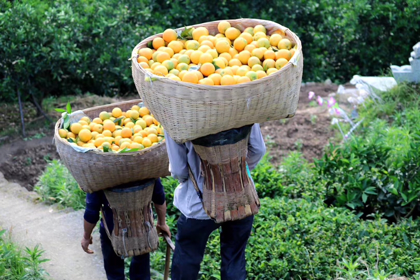 果农在春季对夏橙树进行疏果和施肥操作,一人正在用锄头开沟施复合肥,另一人手持修枝剪进行轻度修剪,地面覆盖枯草,体现生态果园管理模式 夏橙果园春季管理作业场景