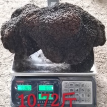 俄罗斯原始森林超大桦树茸