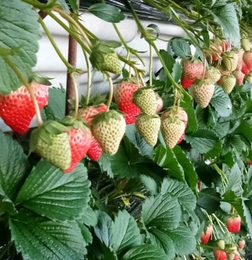 202草莓苗 -2草莓苗价格 艳丽草莓苗批发 大棚草莓苗