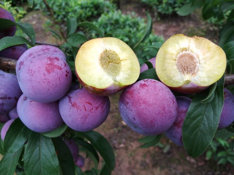 四川脆红李子特写图