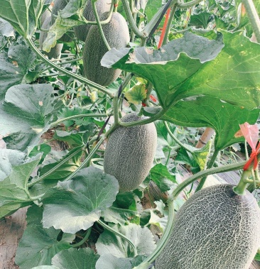 [西州蜜瓜批发]西周密价格1.00元/斤 - 一亩田