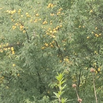 酸梅子