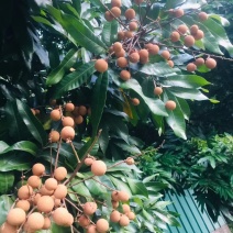 正宗好吃的石硖龙眼