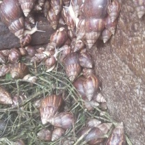 大量蜗牛