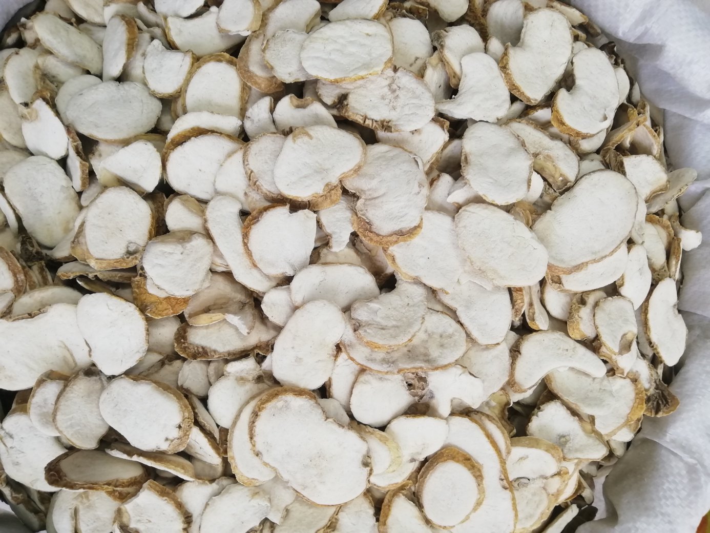 浙贝母药材特写