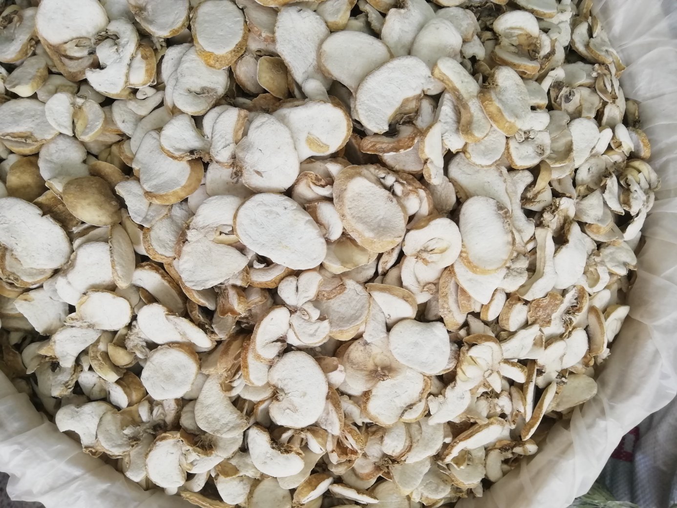 一名工作人员正在厨房操作台上用清水冲洗干燥的浙贝母块茎,旁边放置一把剪刀和研钵,展示浙贝母从整颗到破碎颗粒的处理过程,背景为木质案板和玻璃容器 浙贝母清洗与粉碎过程