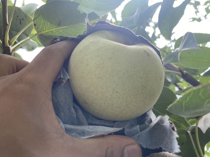 一位身穿防晒衣的果农站在梯子上,正小心翼翼地将成熟的绿宝石梨从树上摘下,放入背筐中,周围是成片挂满果实的梨树,背景为清晨薄雾笼罩的果园 果农采摘绿宝石梨场景