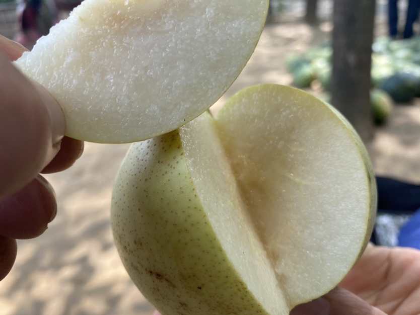 一颗切开的绿宝石梨放置在白色背景上,左侧为完整果实,右侧为剖面,可见乳白色果肉细腻无渣,中心果核清晰,果汁晶莹剔透,旁边摆放一把银色小刀作为对比 绿宝石梨特写展示图