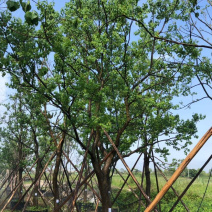15公分乌桕绿化苗木基地直发欢迎订购成活率高