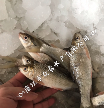 [鲮鱼批发]土鲮鱼 一手货源 一年四季有货价格8.00元/斤 - 一亩田