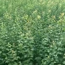 大量出售优质青梅苗，一手货源，1米2以上一块钱一颗