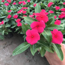 长春花（天天开）长春花（天天开）花卉租摆