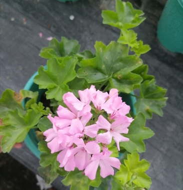 [天竺葵批发]天竺葵盆苗 粉花天竺葵 精品货出售 可走花市的货价格5.