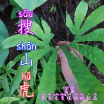 贵州毕节古夜郎大地野生观赏植物中药材扇蕨
