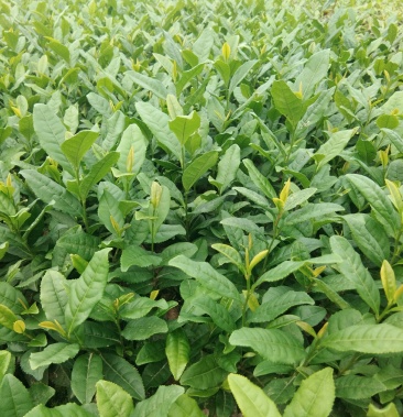 基地直供,品种纯正根系发达,奶白茶苗,极白苗早白苗 欢迎了解