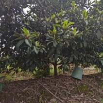 枇杷树，5-15规格，量大优惠，树型精品。