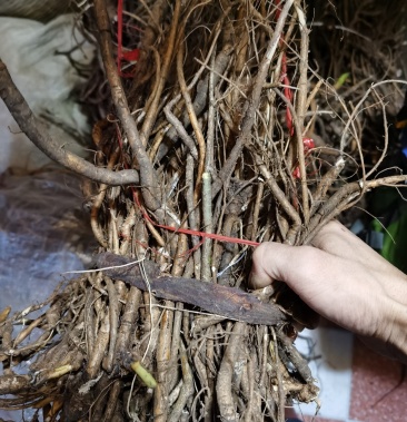 野生山豆根苦根10斤包邮