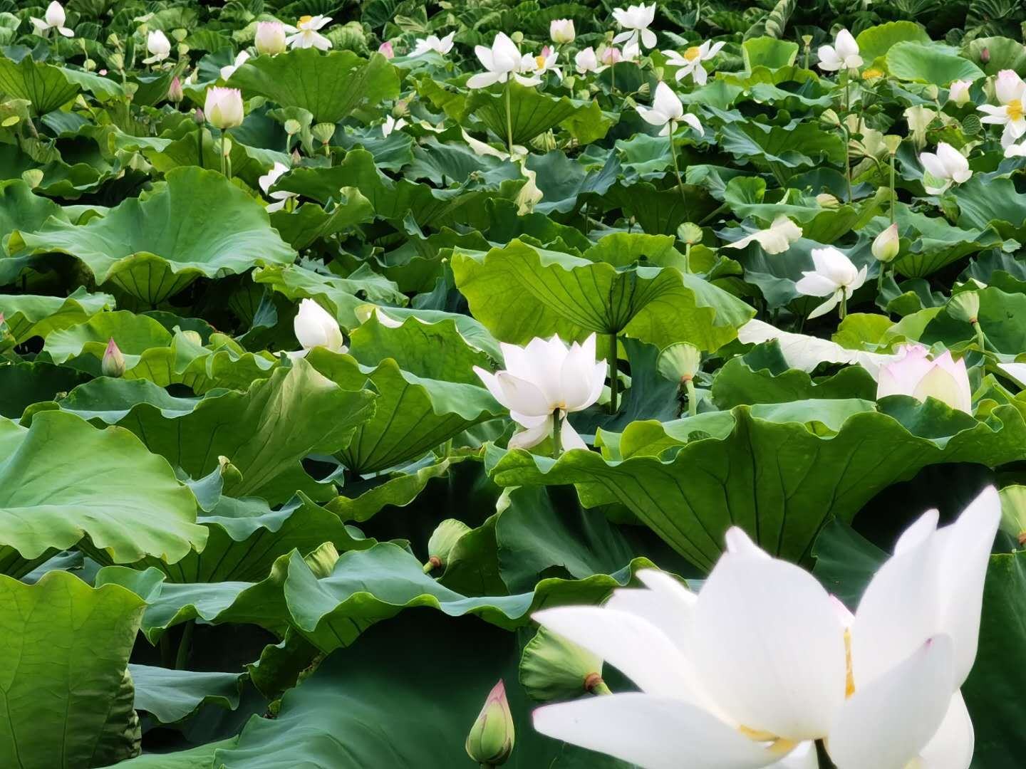 白莲盛开,湖面波光粼粼,花朵洁白,叶片翠绿,展现良好的生长状态 白莲开花期实景拍摄