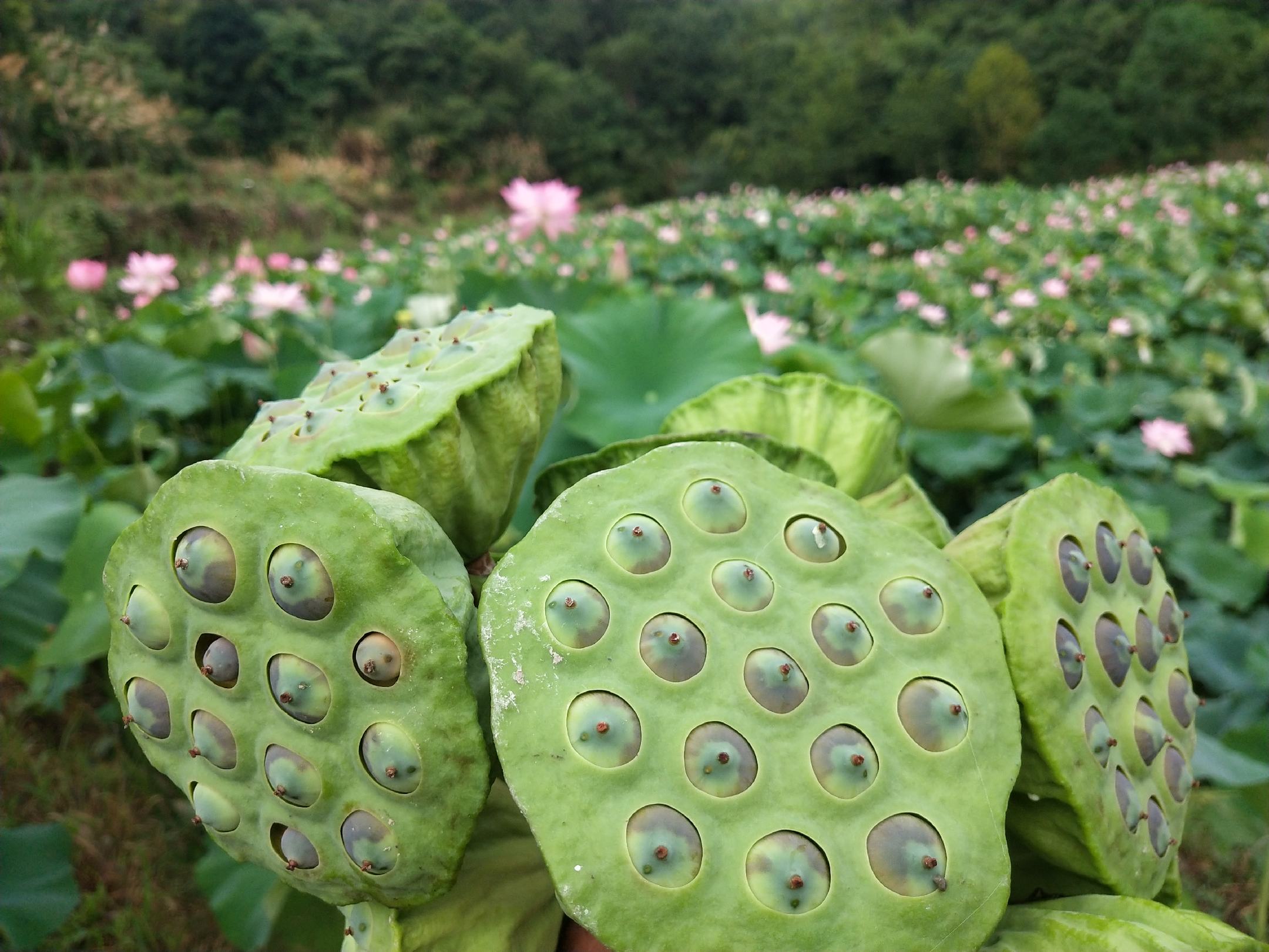 莲子与禁忌食材搭配图