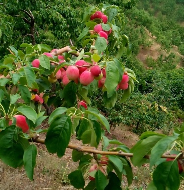 k九苹果每年的7月中旬下树