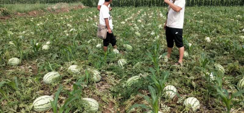 小金花西瓜种植基地航拍图