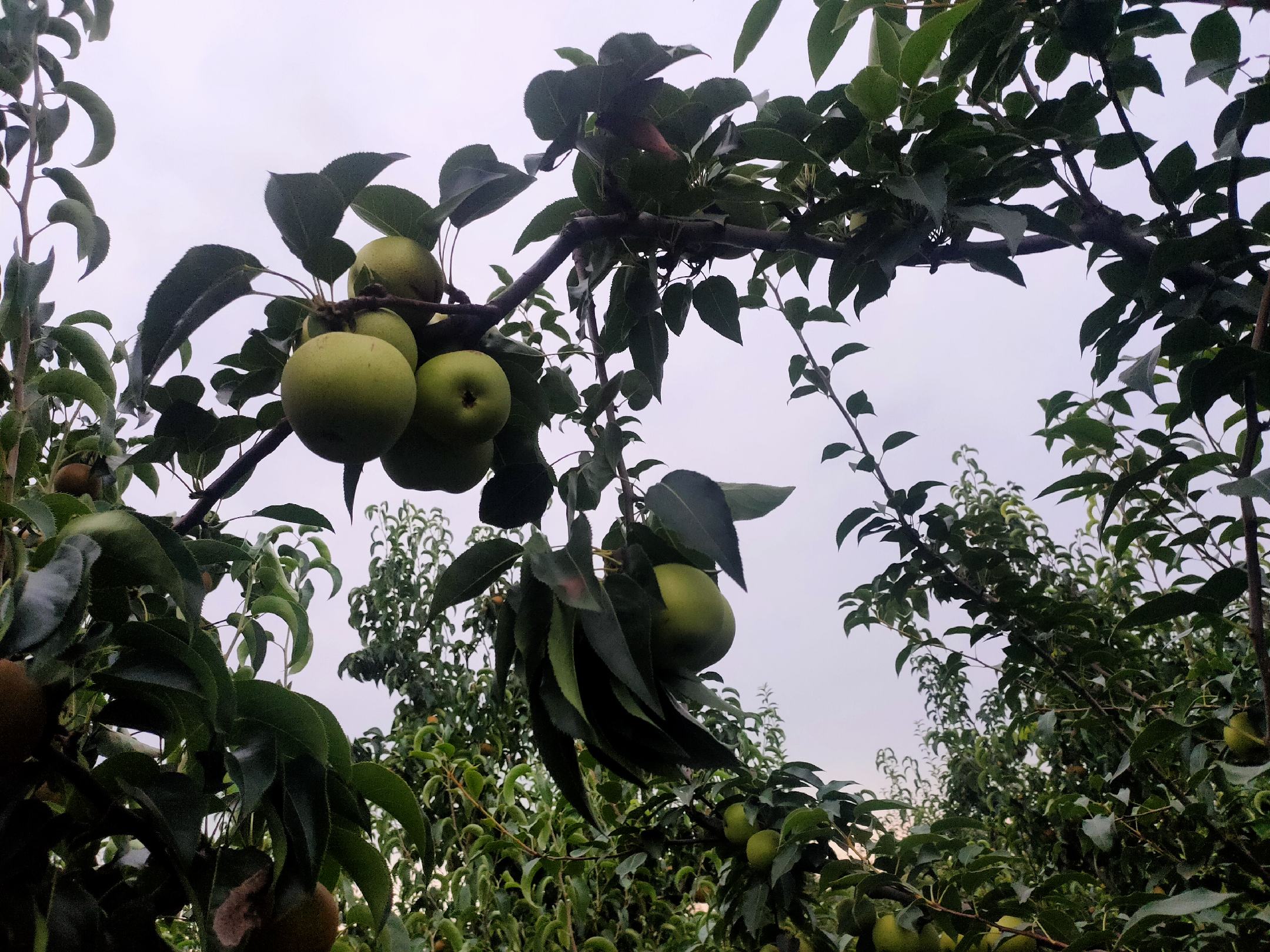 盛夏时节,成片绿宝石梨园中挂满翠绿饱满果实,枝条微垂,果皮光滑泛蜡光,部分果实已呈现典型浅绿底色与隐约黄晕,背景可见农户正在田间进行成熟度抽检 绿宝石梨成熟果园实景