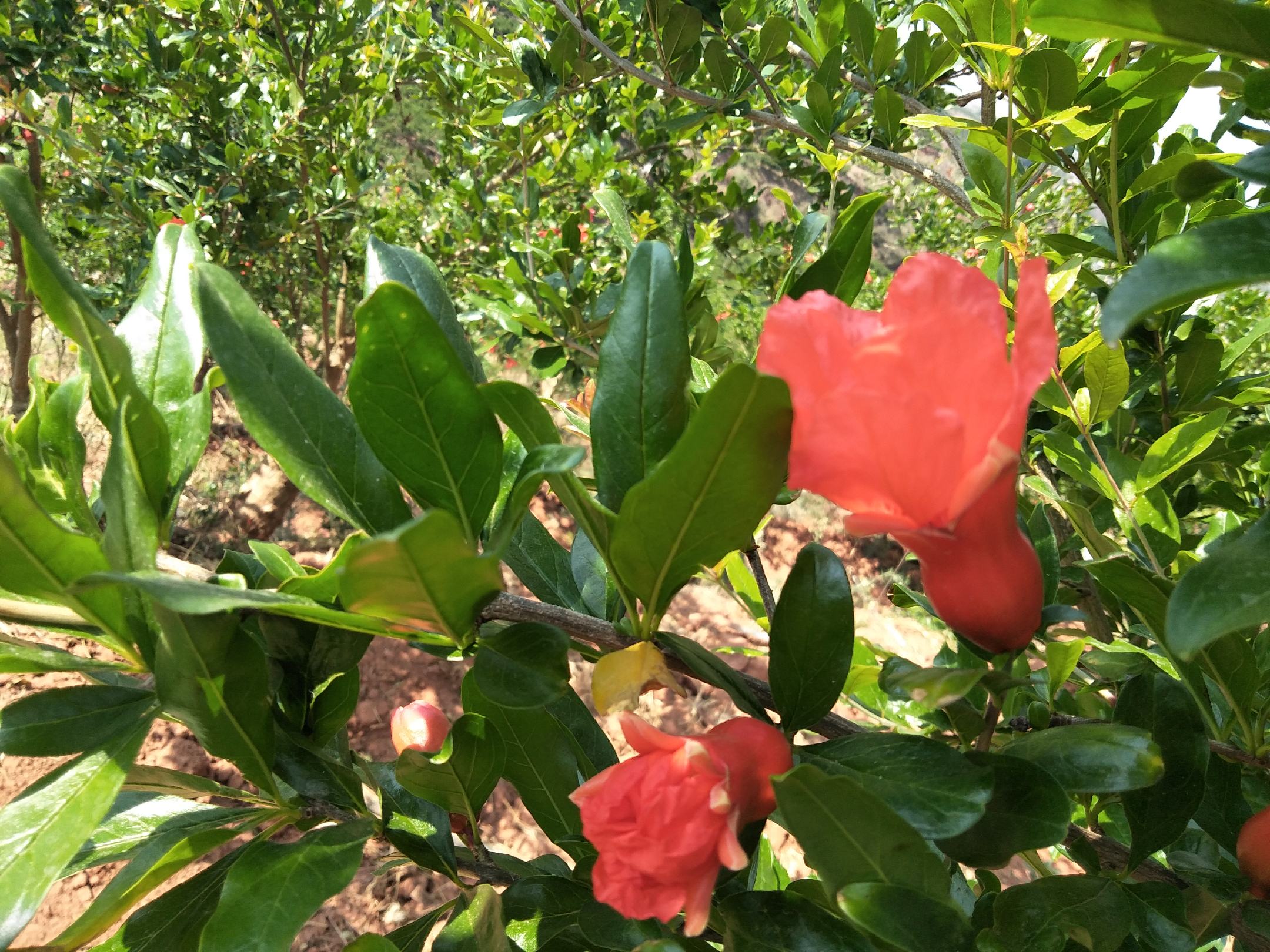 春季疏花操作现场