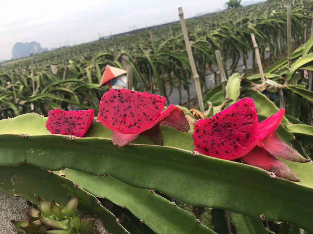 红心火龙果整果与切开特写