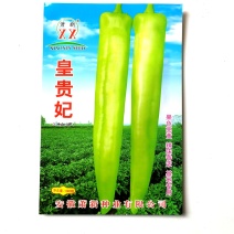 皇贵妃辣椒种子(淡黄色浓辣型尖椒品种