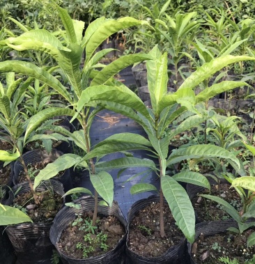 蛋黄果苗耀堂仙桃苗水果新贵品质保证