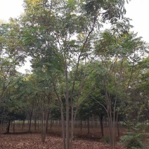 丛生栾树多杆栾树多头栾树30-60公分