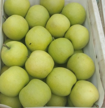 皇冠梨,光果自然青6两以上脆甜新鲜上市万亩产地直销