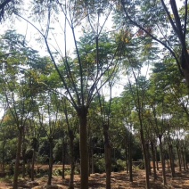 15-20截杆发帽栾树自家苗圃直供质量保证