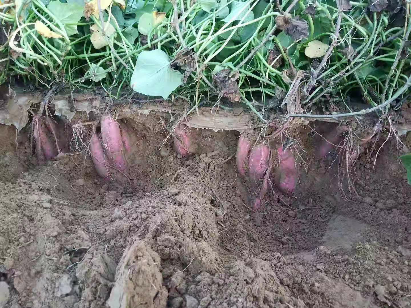 一片阳光下的紫薯种植田,绿色藤蔓茂密覆盖地面,农民正在弯腰收获刚挖出的紫薯,泥土新鲜,部分薯块带有紫色表皮,远处有农业大棚和蓝天白云,展现生态种植场景 紫薯田间生长图