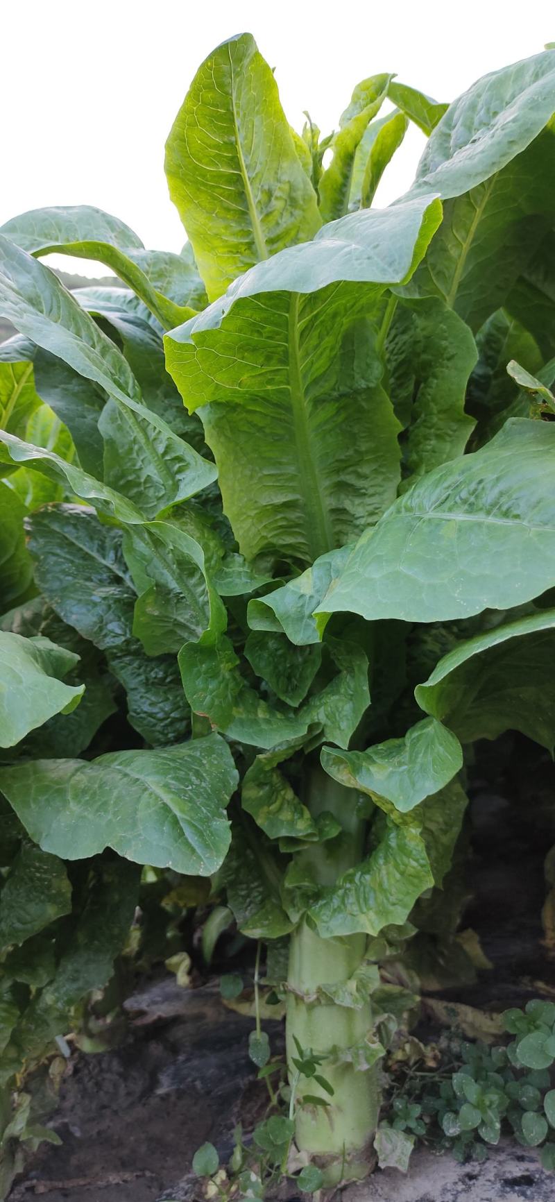 高原三青二青,杆子圆叶莴笋