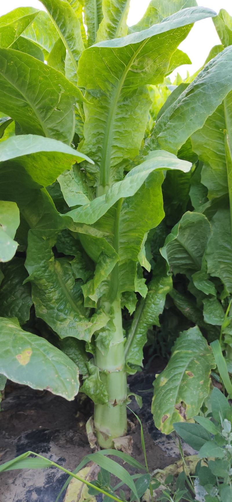高原三青二青,杆子圆叶莴笋