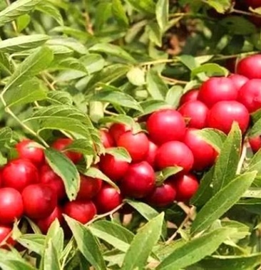 中华营养钙果带枝快递保鲜