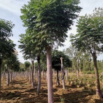 15-20黄色栾树自家苗圃基地随时选苗上货可当天起苗发