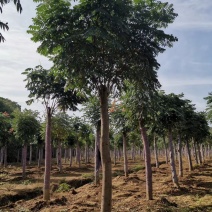15-20截杆发帽栾树自家苗圃基地质量保证包手续上车