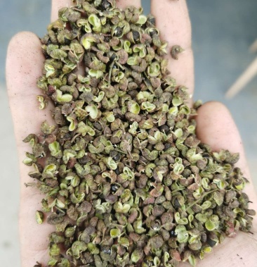 陕西青臭椒净货开口好无杂产地直供