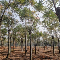 15-20黄山栾树自家苗圃基地直供质量保证