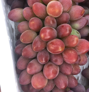 [葡萄批发]巨茉莉葡萄价格3.50元/斤 - 一亩田