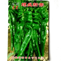 螺丝新秀辣椒种子早熟耐低温弱光