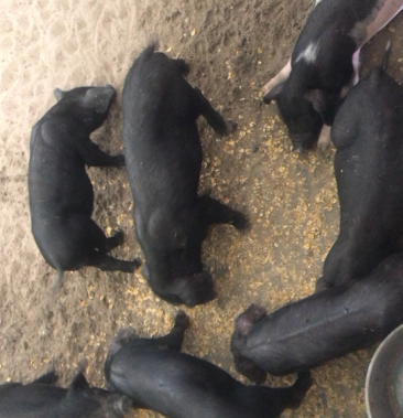 [仔猪批发]大量供应改良黑猪仔,肥猪,放养黑土猪价格1400.