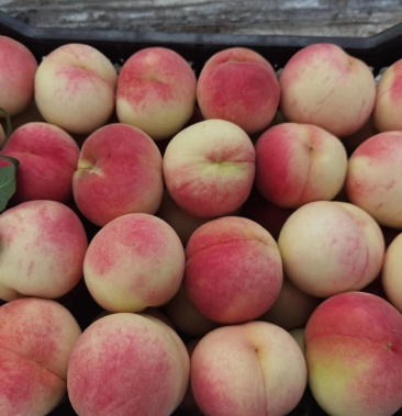 九宝,个头大,一打俩开