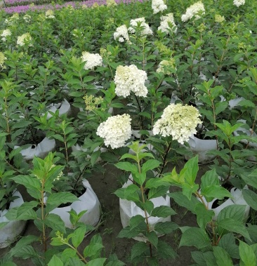 圆锥绣球杯苗大杯5060公分美植袋