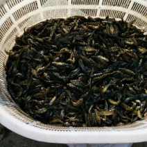 黄颡鱼苗，规格一斤400条左右